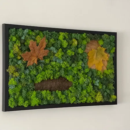 Maple 布拉索夫